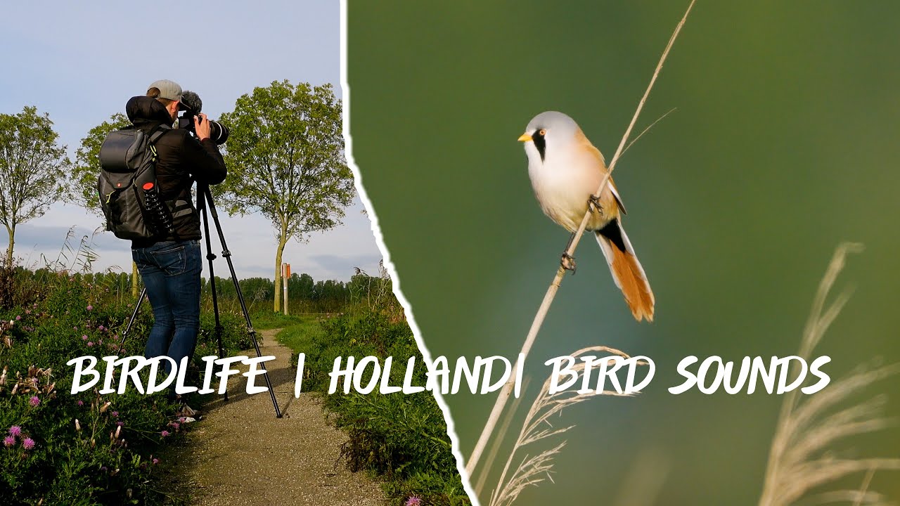 Vogels & Ontspannen Natuurgeluiden 🐦 | Birds & Relaxing nature sounds 🐦 | 📌 Nederland | 4K