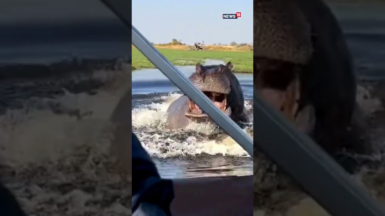 Hippopotamus Following Boat Video | Hippo Video | Hippo Chases Boat | #viralvideo #viral