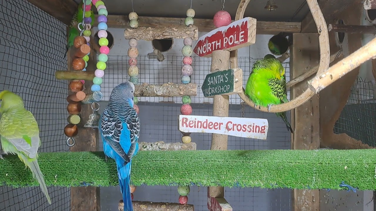 “Parrot got jokes 🤣🦜 #FunnyBird #Trend”