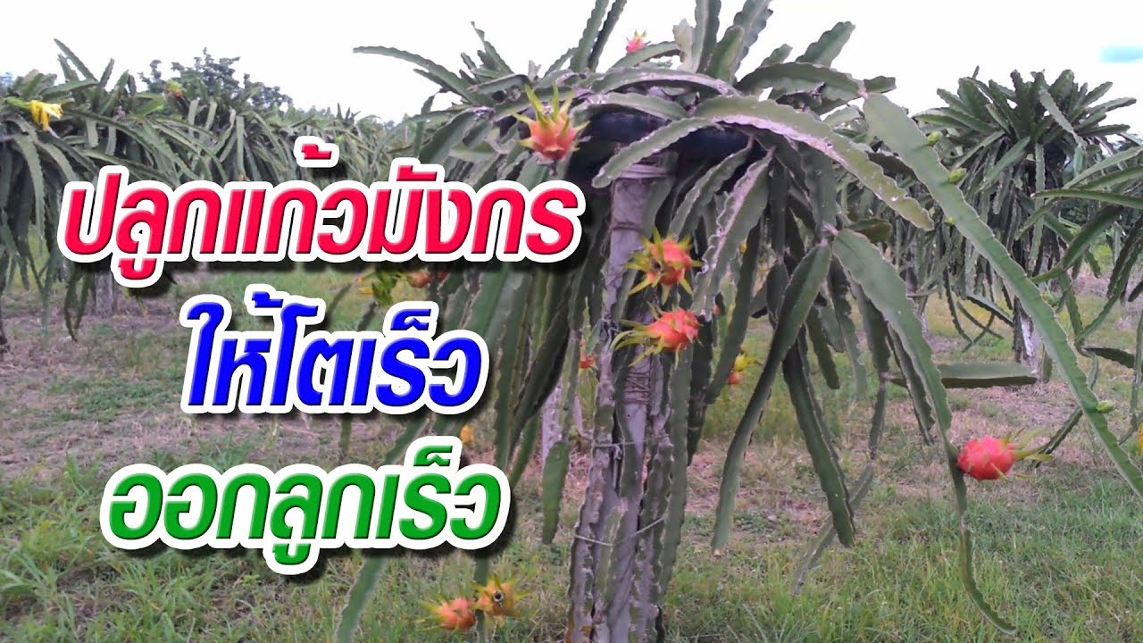 วิธีการปลูกแก้วมังกรให้โตเร็วออกลูกเร็ว!