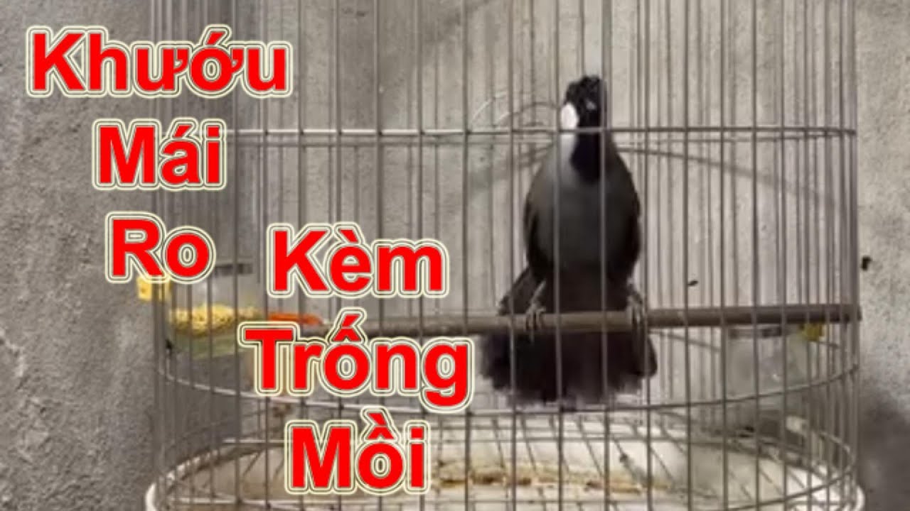 Khướu Mái Ro Kèm Cặp Trống Mồi – Hót Gây Áp Lực Bổi Ra Giọng