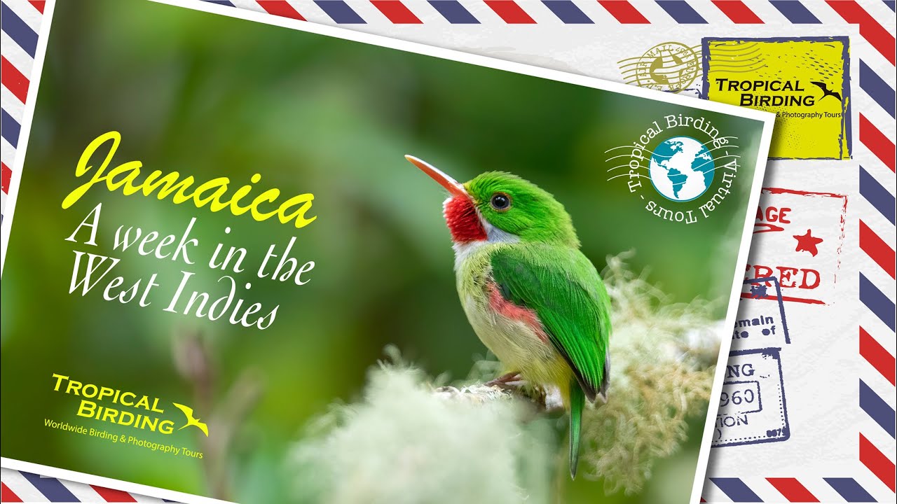 Tropical Birding Jamaica Virtual Tour by Sam Woods