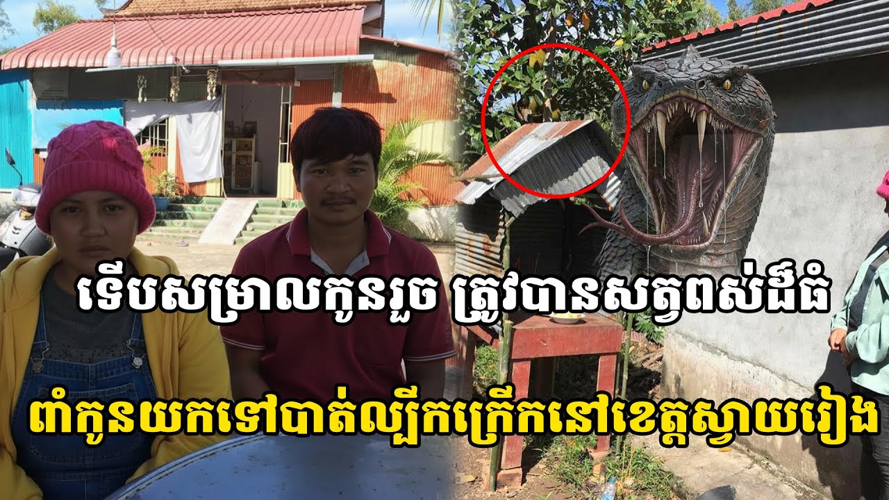 ស្រ្តីម្នាក់ទើបសម្រាលកូនរួច ត្រូវបានសត្វពស់ដ៏ធំពាំកូនយកទៅបាត់ ល្បីកក្រើកនៅខេត្តស្វាយរៀង
