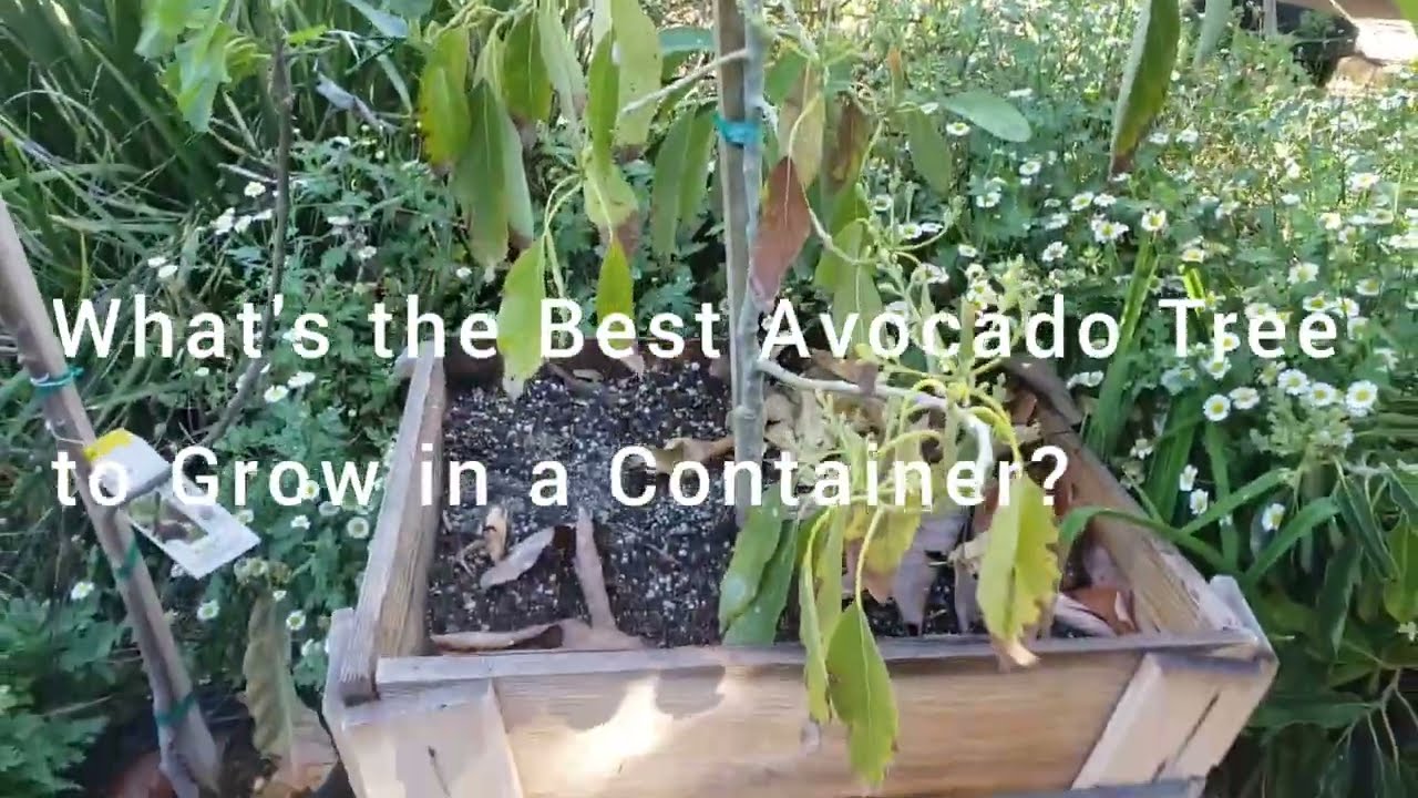 What is the Best Avocado Tree to Grow in a Container?  Gwen Avocado vs. Wurtz aka Little Cado.