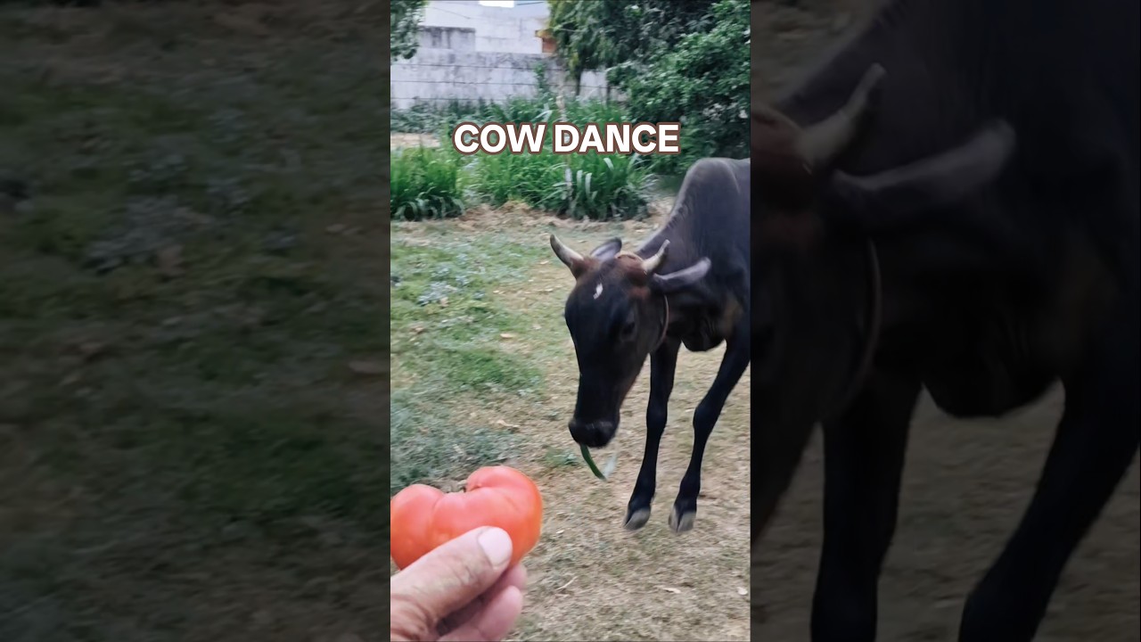 Will She Eat This? 🍅🐮 #shorts #animals #cowlove