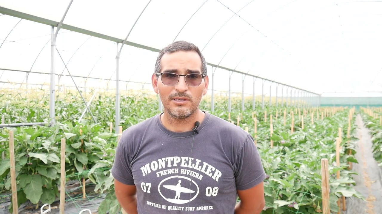 Les plantes de services, lutte agroécologique contre les pucerons en maraîchage sous abris