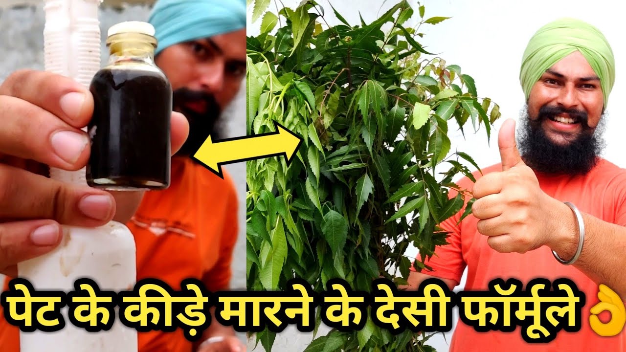 पेट के कीड़ों का घरेलू इलाज|DEWORMING NATURALLY OF COW /BUFFALO