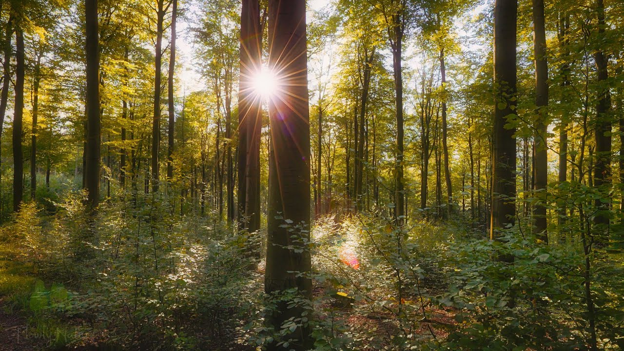 🌳 4K - Relaxing Nature Sounds For Stress Relief, Forest Sounds, Bird Song, ASMR