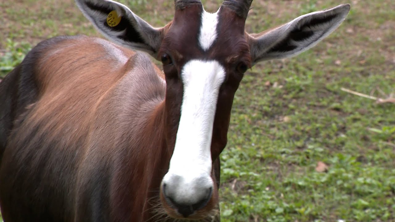 Meet Fort Wayne Zoo's new bontebok