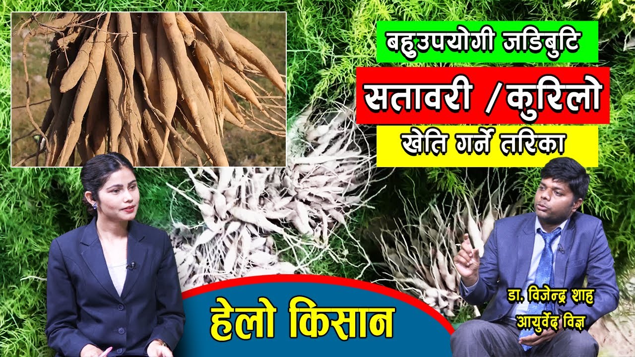 कुरिलो (सतावरी) को व्यवसायिक खेति गर्ने तरिका | Satawari Kheti  | Hello Kisan with Dr. Bijendra Shah