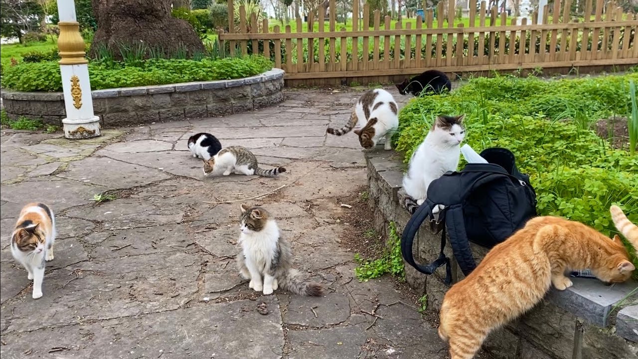 The cats living in the park are incredibly cute. These cats are literally living in paradise.
