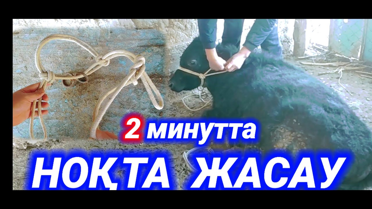 МАЛҒА НОҚТА ЖАСАУ | how to make cow face rope in tamil | CÓMO SE HACE UNA JÁQUIMA PARA TORO