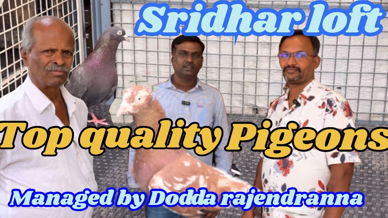 Dodda rajendranna collection Top class pigeon ಶ್ರೀಧರ್ ಲಾಫ್ಟ್‌ನಲ್ಲಿ ಉನ್ನತ ದರ್ಜೆಯ ಟಂಬ್ಲರ್ ಪಾರಿವಾಳಗಳು
