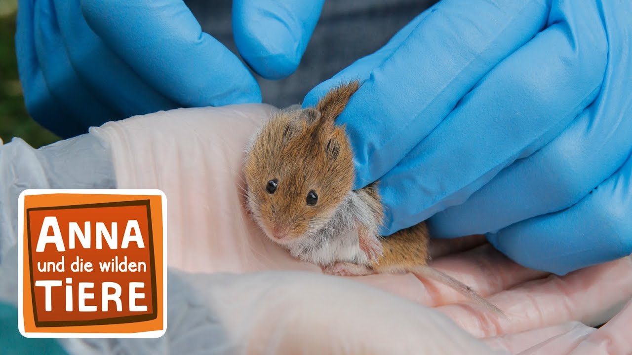 Wer lässt die Maus raus? | Reportage für Kinder | Anna und die wilden Tiere