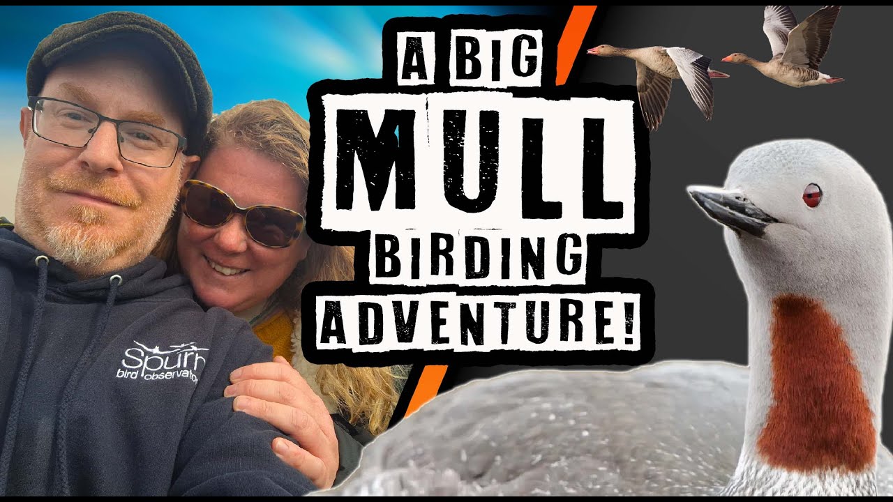 Mull Birding Adventure, Chasing Eagles in the Rain.