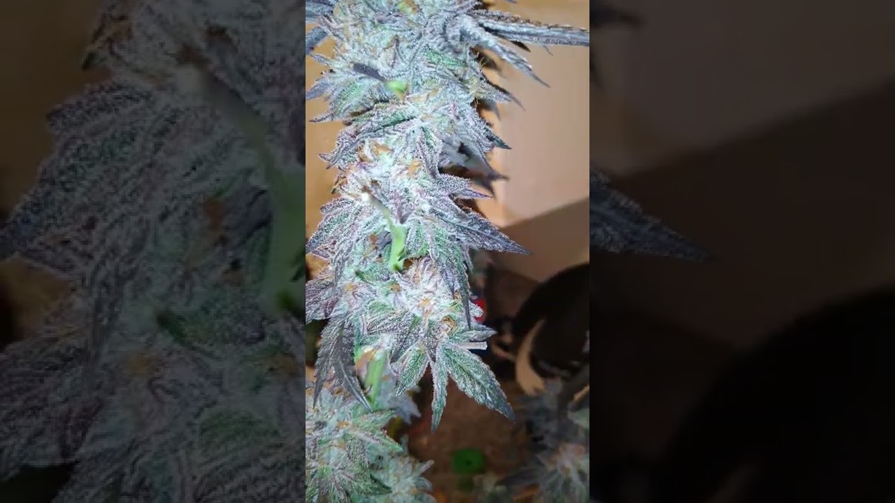 gelato 41 bag seed harvest time!