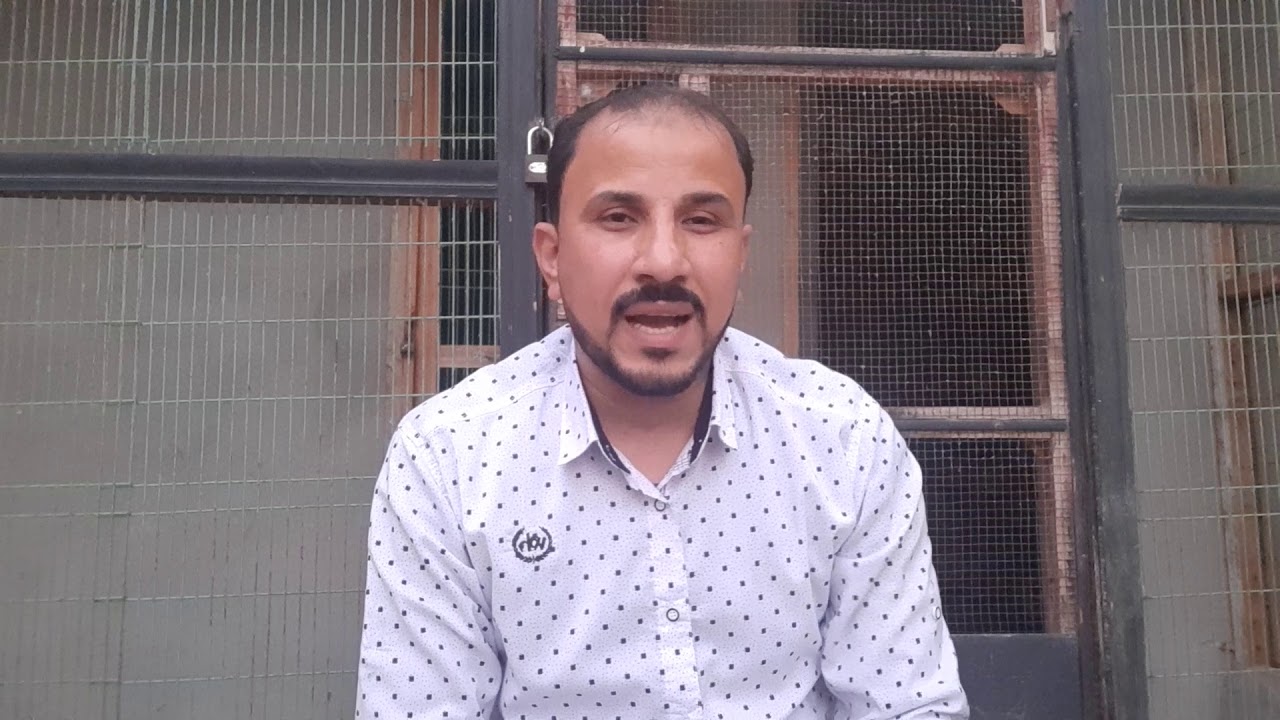 العلاج الصحيح بالأعشاب للحمام على لسان أشهر أبطال أوروبا وعلاج (الكنكر والتنفسى)