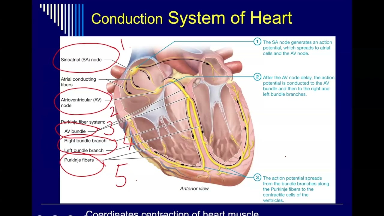 Feb 23 Lab ECG&Heart