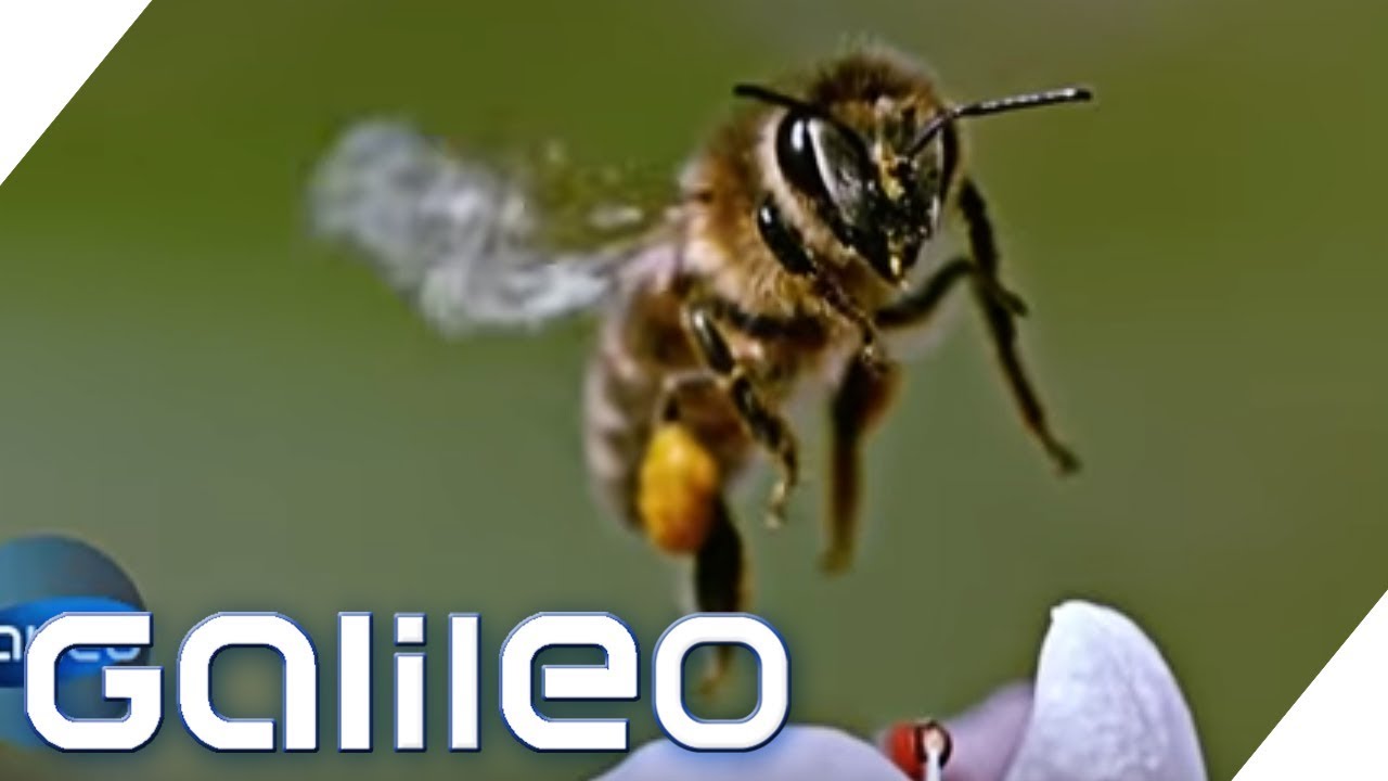 Zur Lage der Biene: Stirbt die Honigbiene wirklich aus? | Galileo | ProSieben