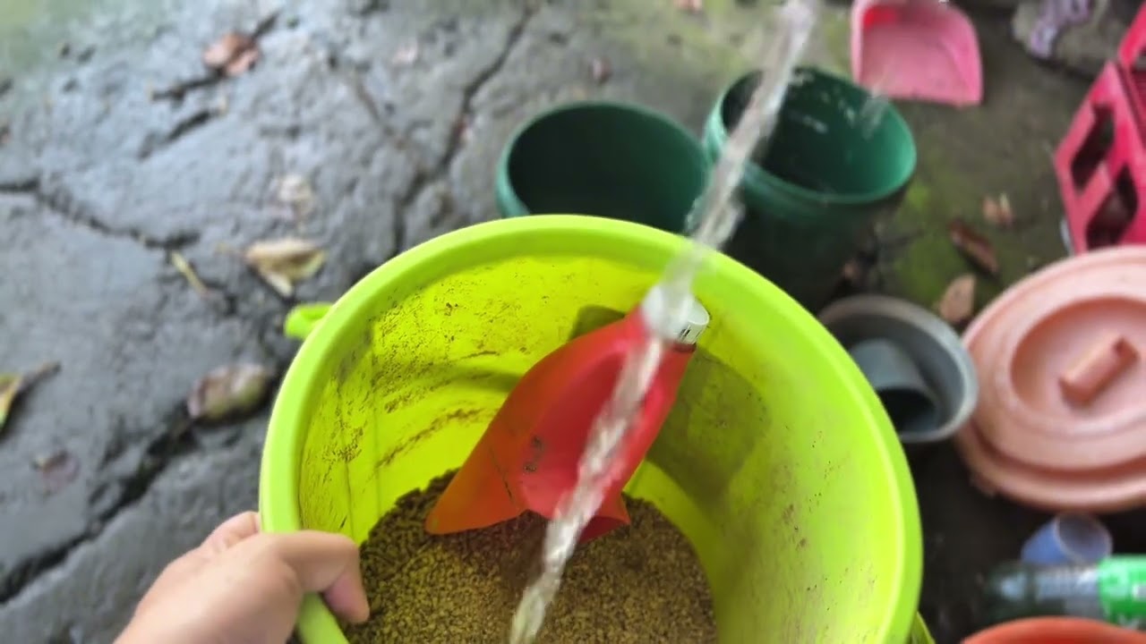 Daily Chores update 