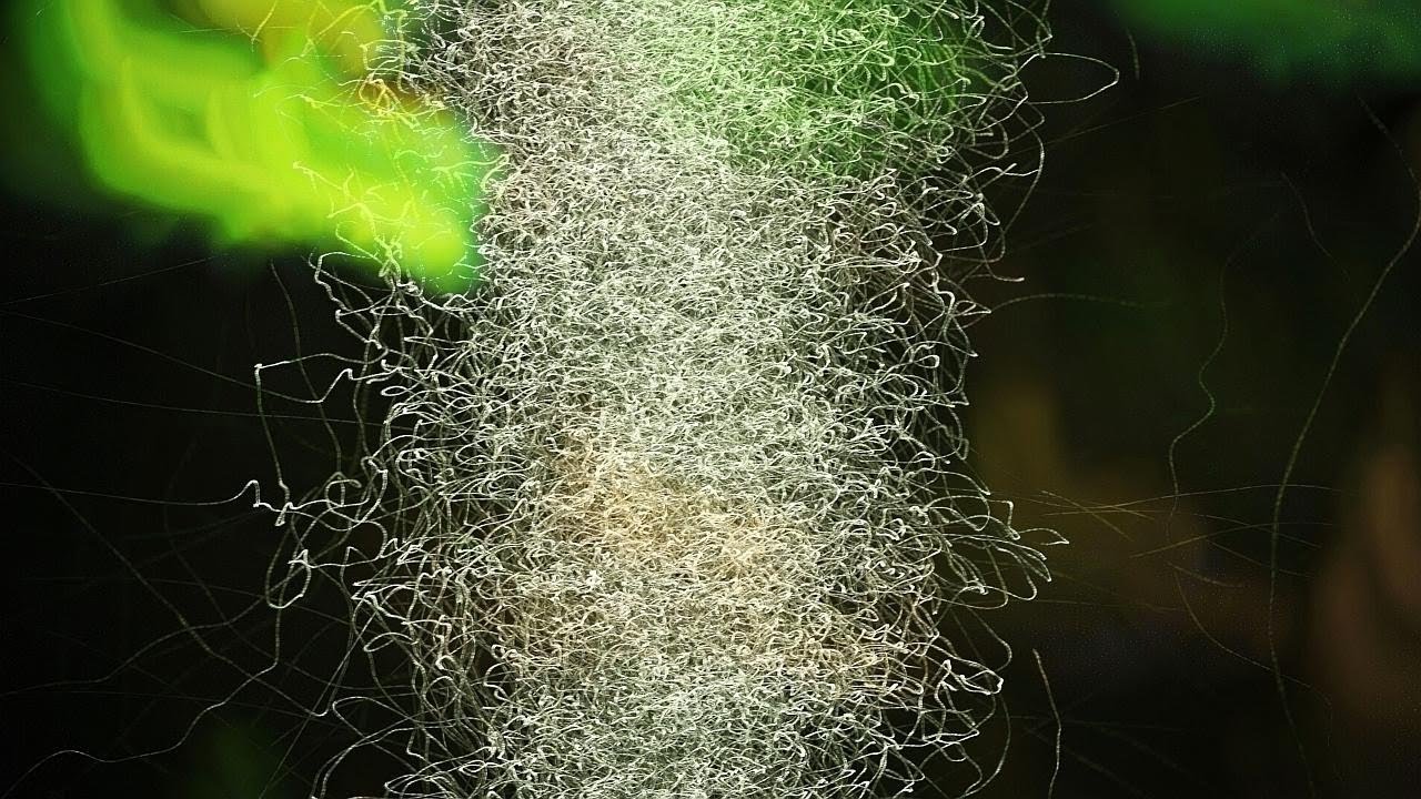 Tornado Bugs - Insect Art - Slow Motion Trails V25400
