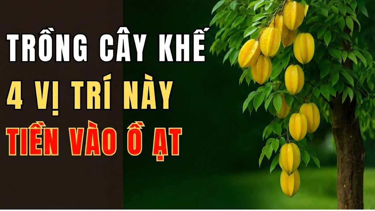 Chỉ Cần Trồng Cây Khế Ở 4 Chỗ Này – Lập Tức Mở Kho Lộc Trời, Tiền Vào Ồ Ạt, Gia Đạo Phát Tài