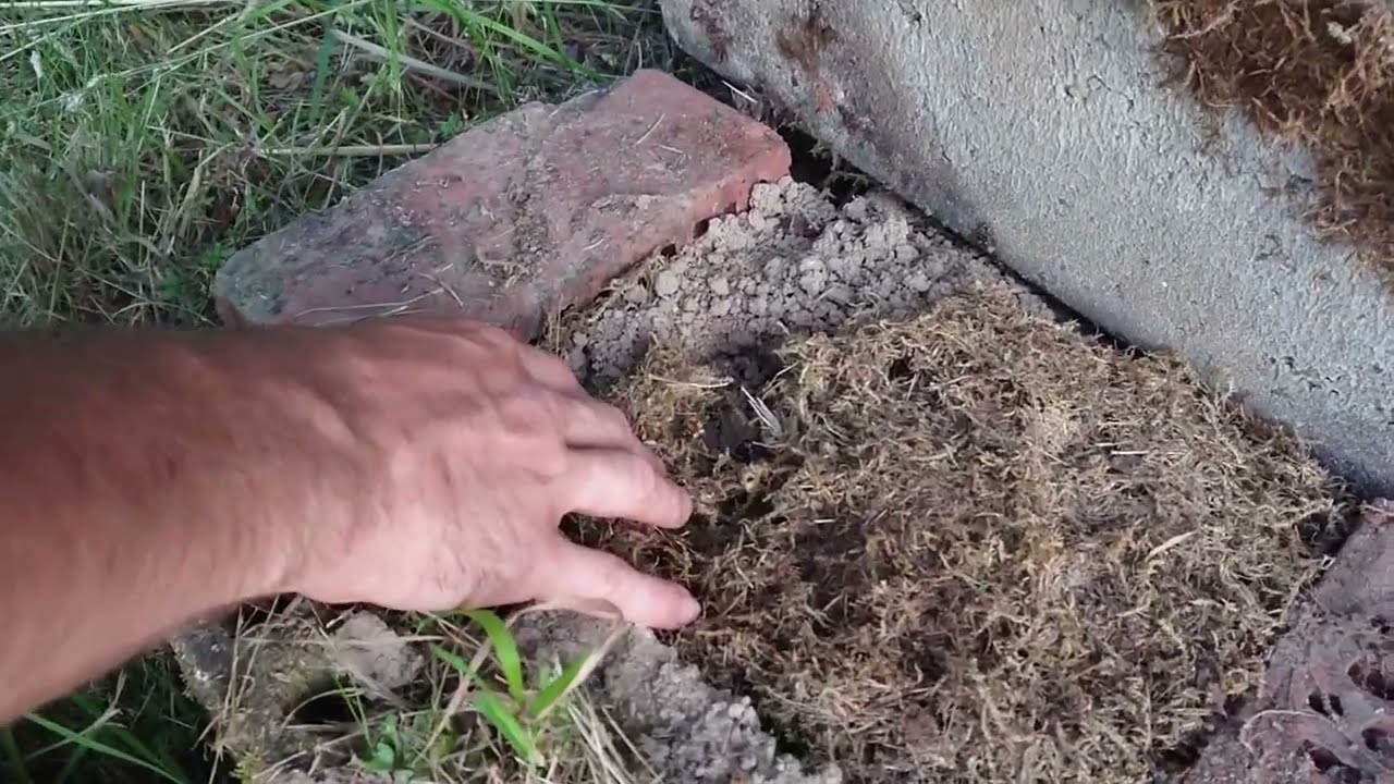 Ackerhummel Nest Lebendumsiedlung