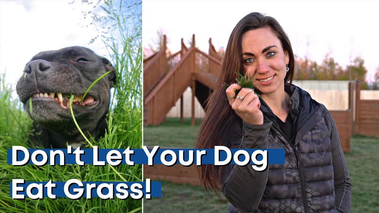 Why you shouldn't let your dog eat grass | Tier 1 Veterinary Medical Center