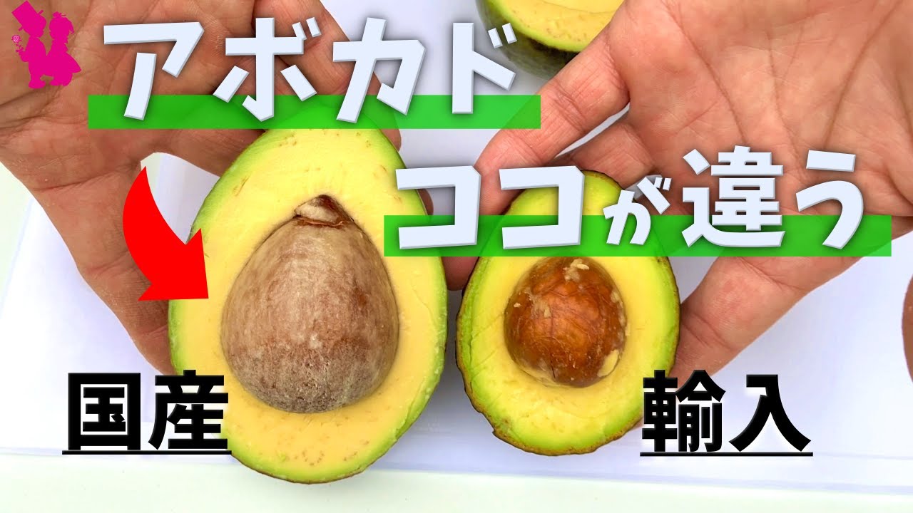 【知らなきゃ損】アボカドの国産と輸入の違いを生産農家が教えます