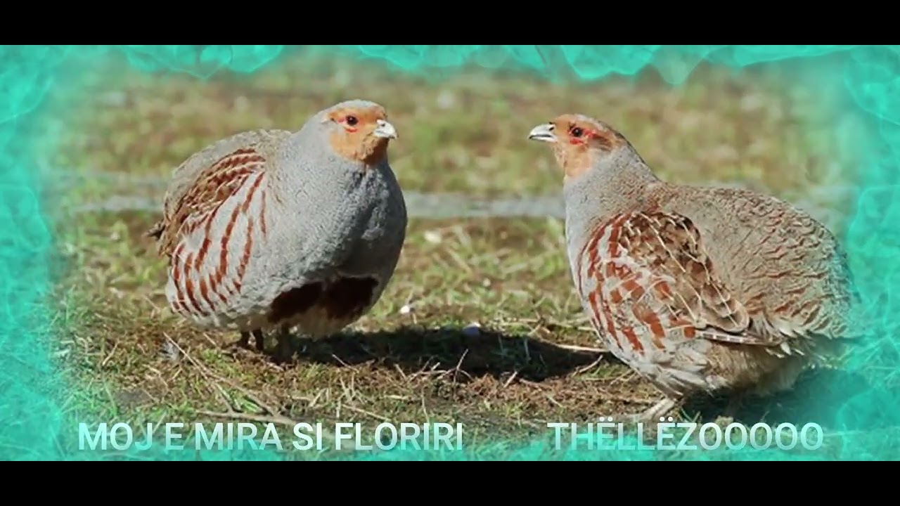 GJOLEK MERXHANI   THËLLËZO ZEMËRO
