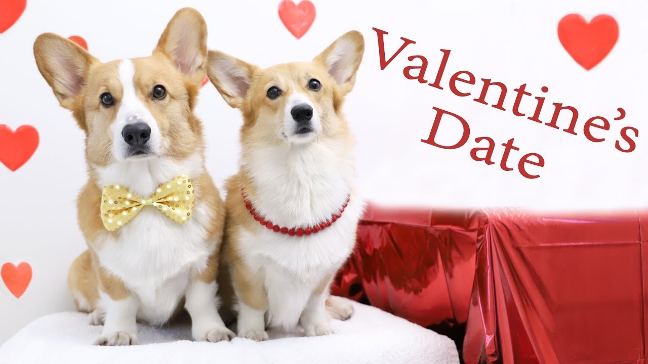 MESSING UP VALENTINE'S DAY? - Topi the Corgi