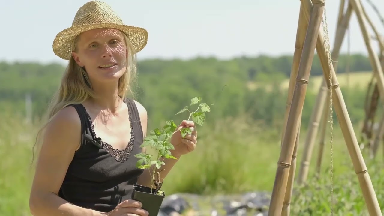 Le Houblon pr&eacute;sent&eacute; par Les Compagnons du V&eacute;g&eacute;tal