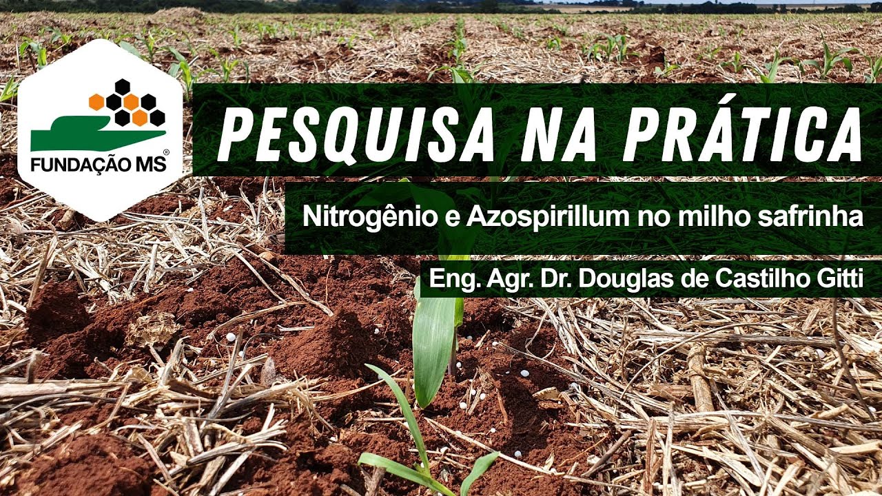Pesquisa na Prática: Nitrogênio e Azospirillum no milho safrinha