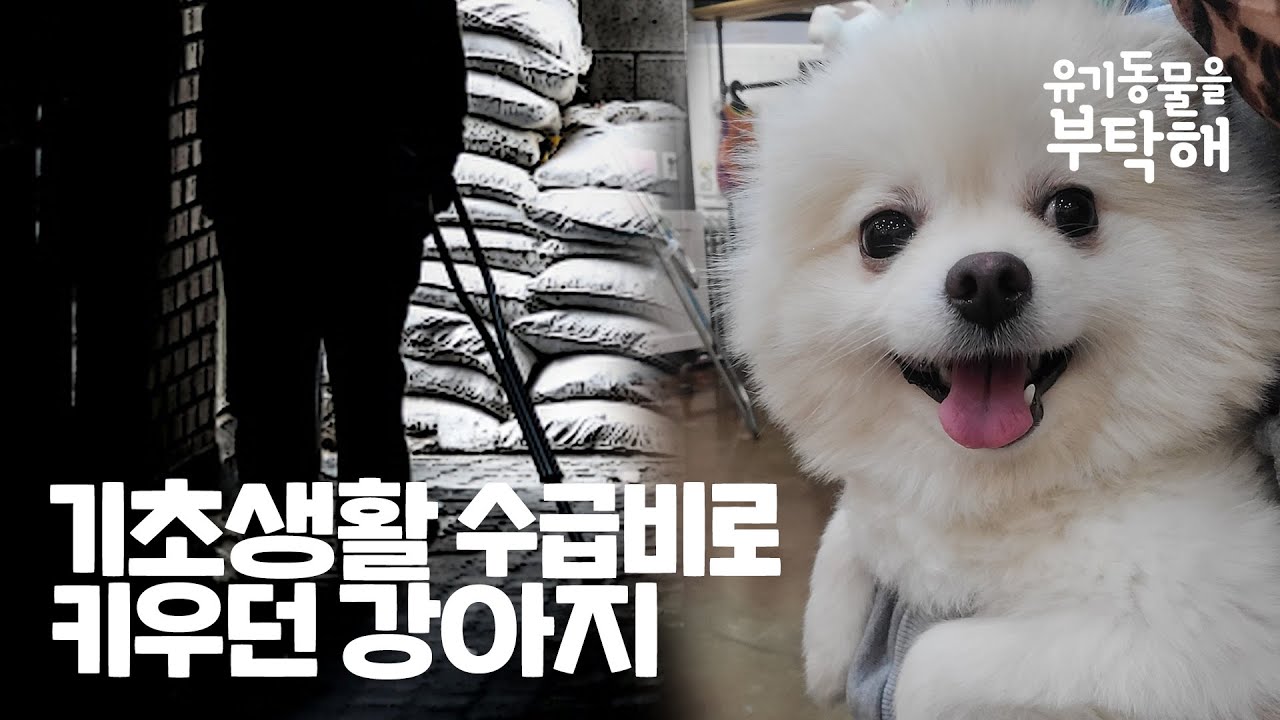 기초 생활 수급비로 키우던 강아지 포메라니안