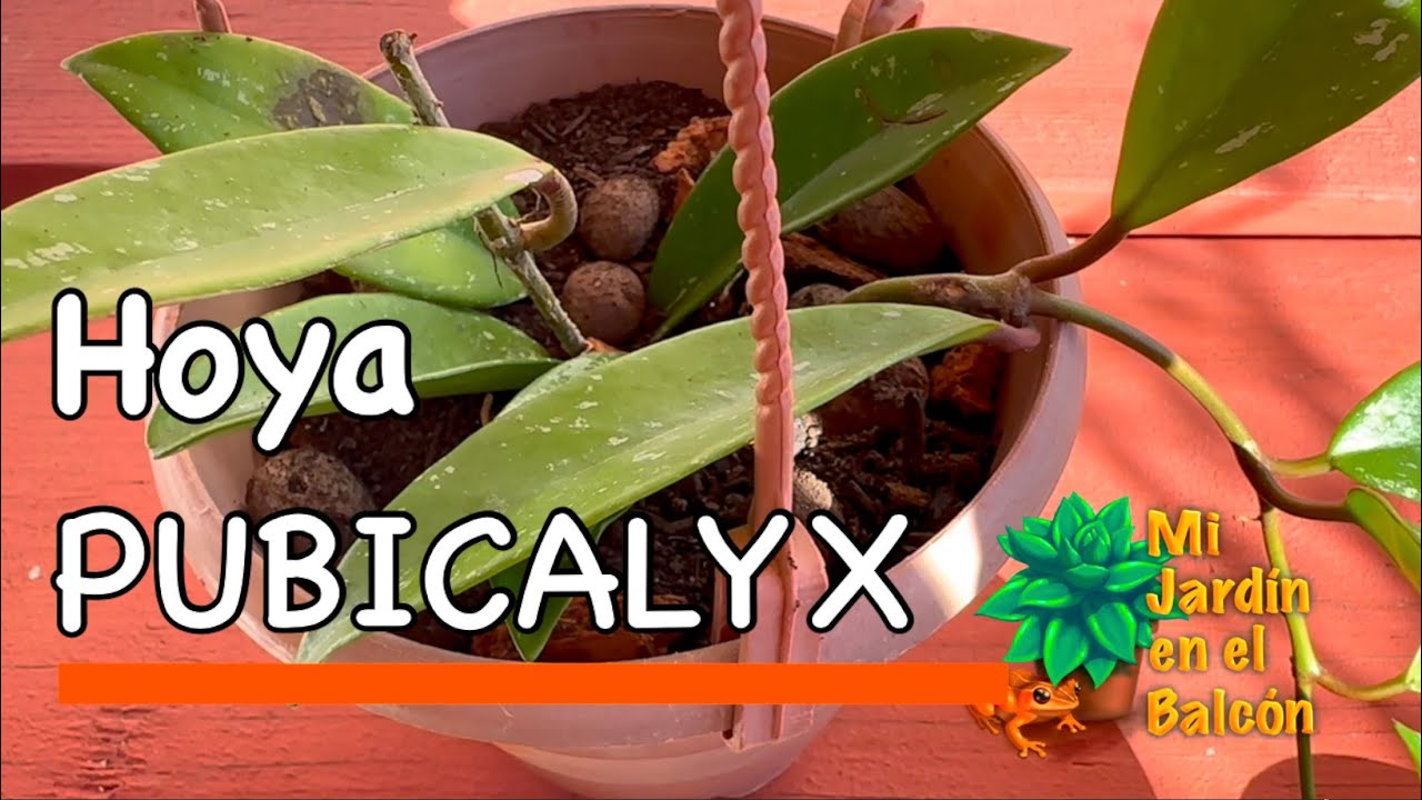 Transplante de Hoya Pubicalyx en sustrato para orquídeas, arcilla expandida y humus de lombriz 