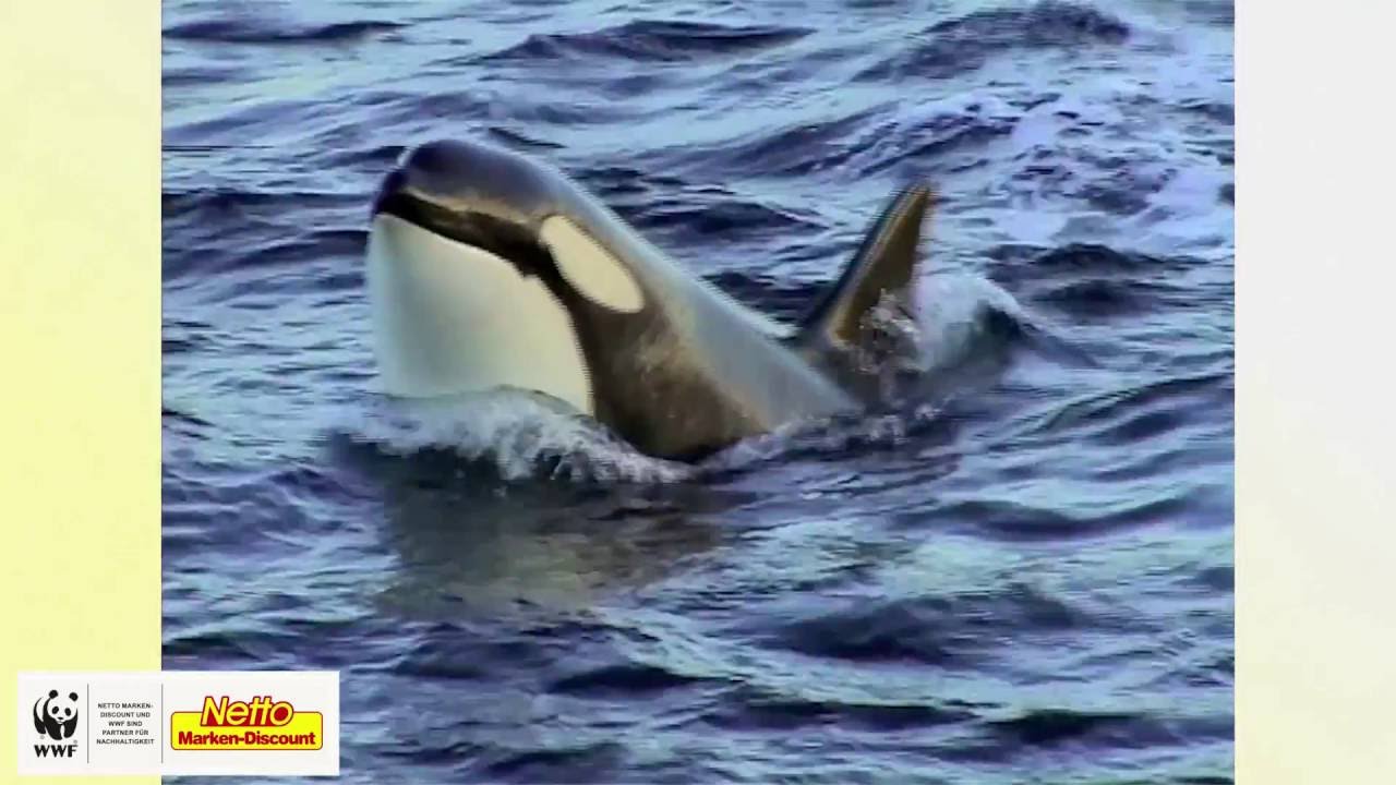 WWF I Die Natur sagt Danke I 1. Film I NETTO