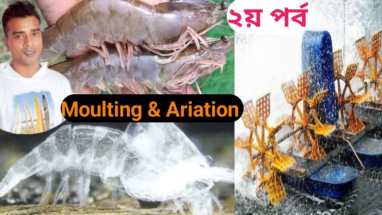 ভেনামি চিংড়ির মোল্টিং ও এরিয়েশান পদ্ধতি// MOLTING & ARIATION tips of Vannamei culture