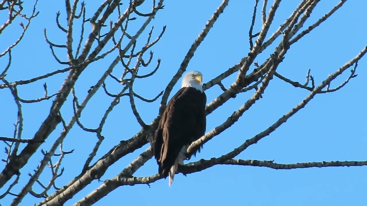 1/17/26 - Male Riverbend eagle in the nest tree