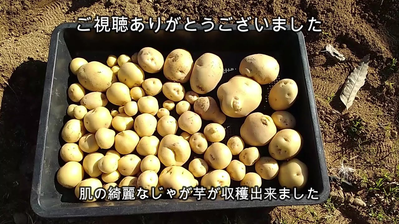 秋じゃが芋の土作りから収穫まで