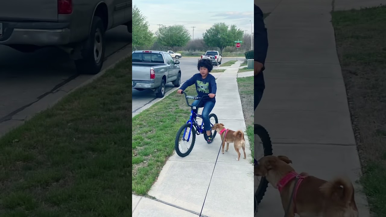 Pet Friends 2021#shorts#edit#dogs