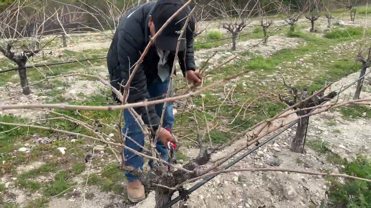 En cada corte nace una nueva temporada #poda #agricultura #pasorobles 