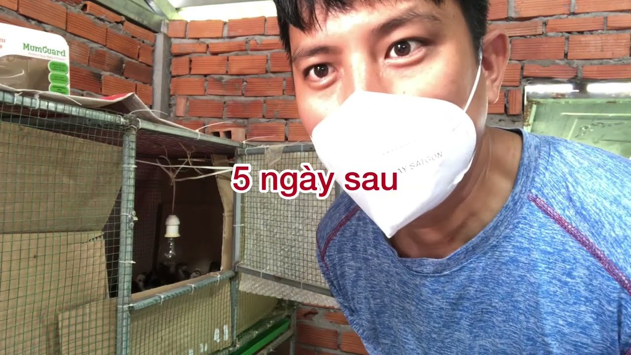 Cách chữa gà con bẹt chân