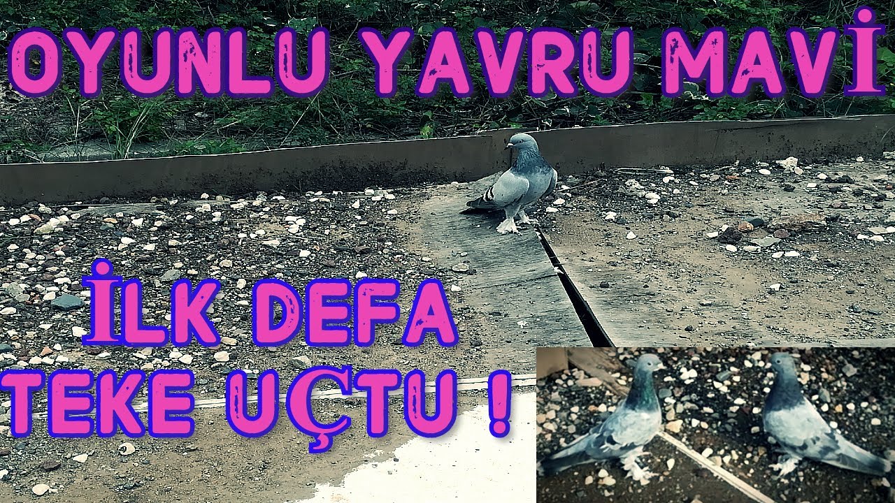 YAVRU  MAVİ   10 TAKLALI HEDEFE İNDİ! YENİ YAVRULAR GELDİ! SEFERLİ TAKLACI OYUNLU GÜVERCİN VİDEOLARI