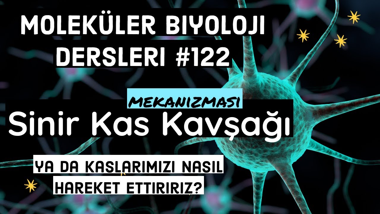 Mekanizma | Sinir - Kas Kavşağı | Neuromuscular junction | kaslarımızı nasıl hareket ettiririz
