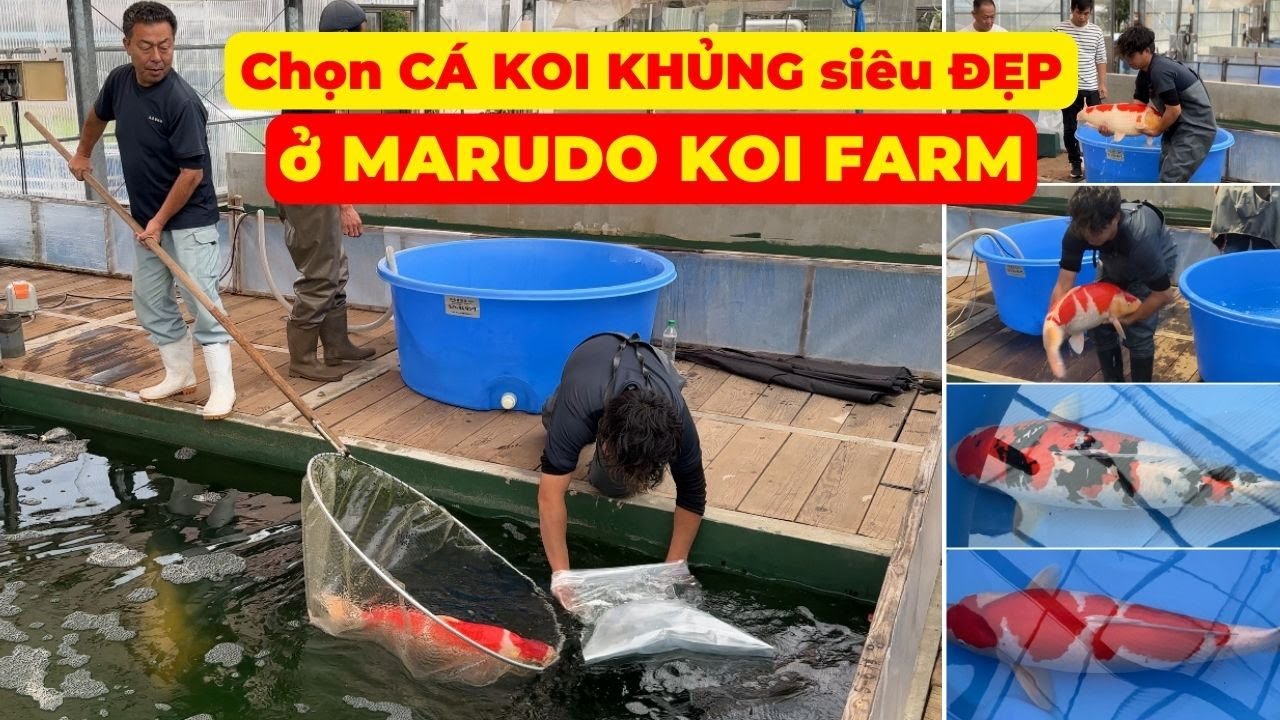 Chọn CÁ KOI KHỦNG siêu TO, ĐẸP tại MARUDO KOI FARM
