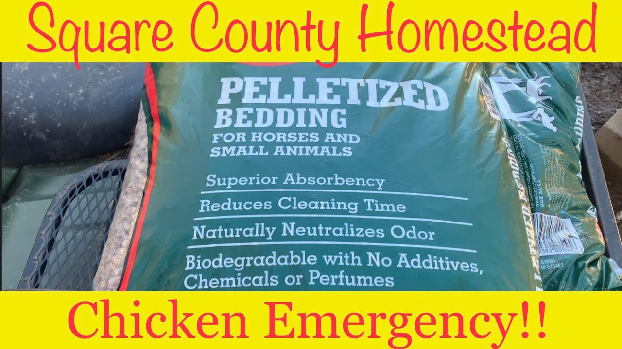 Horse bedding for Chickens.