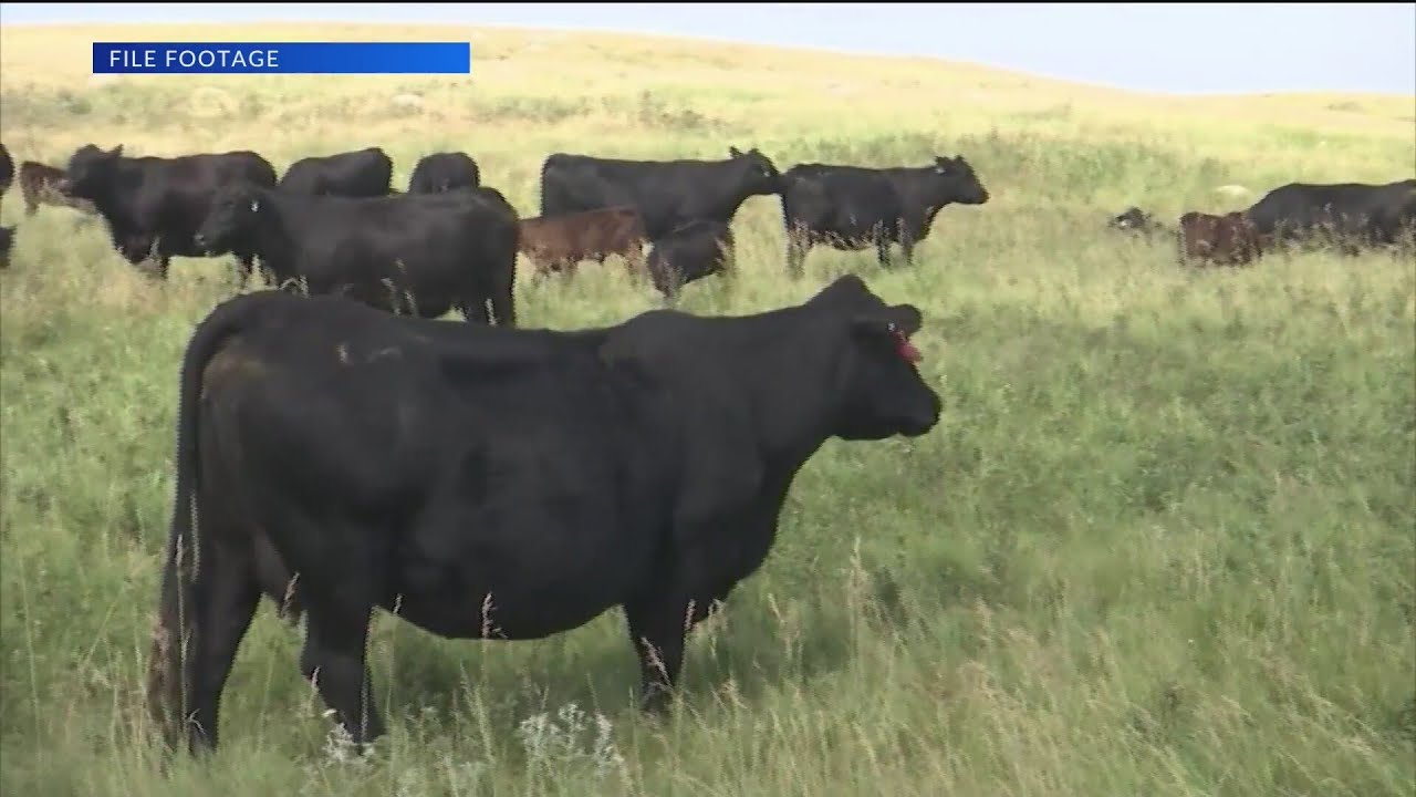 USDA intends to purchase up to $263 million