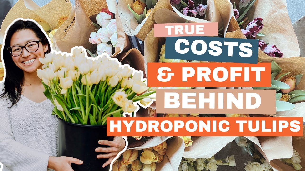 Costs & profitability of hydroponic tulips