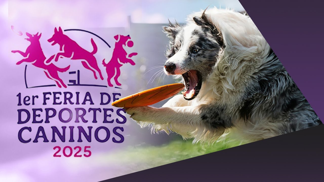PRIMERA FERIA DE DEPORTES CANINOS en Tlaxcala | Llena de energía, ladridos y talento perruno.