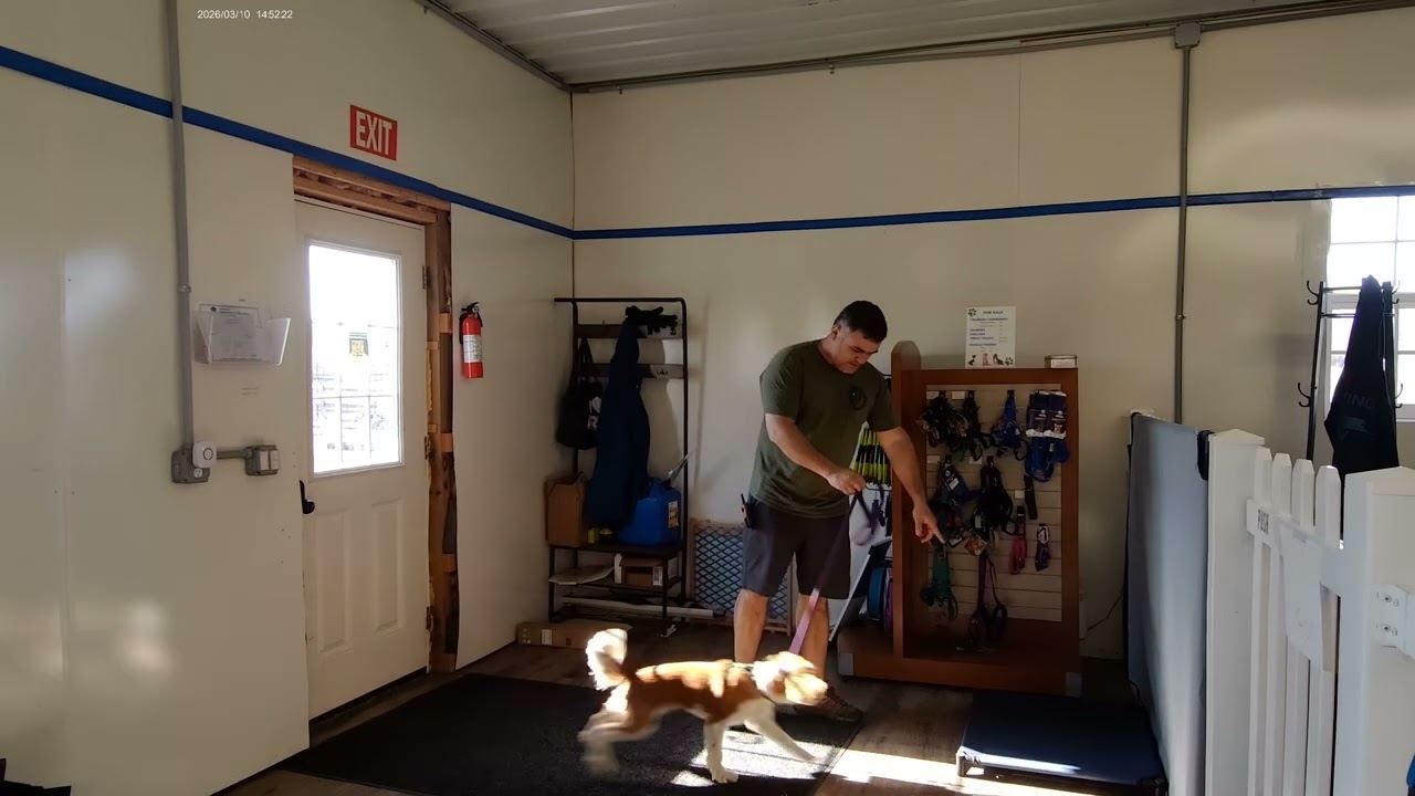 Mercer the Cavalier King Charles working on Place at the door